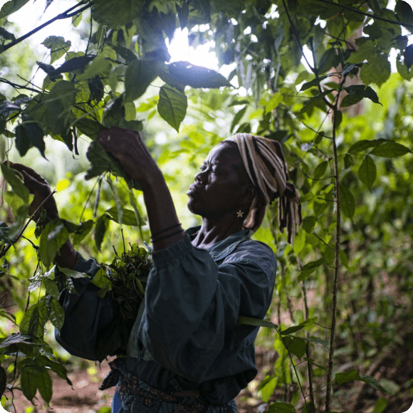 Woman farming in Camaroon